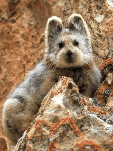 Meet the Top 8 Rare Animals Spotted in India in 2025