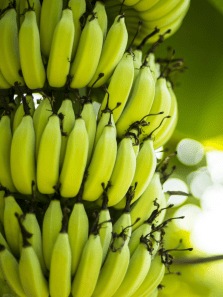 Do Bananas Cause Weight Gain or Help with Fat Loss?