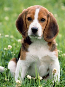 8 Surprising Things Your Dog Understands About You