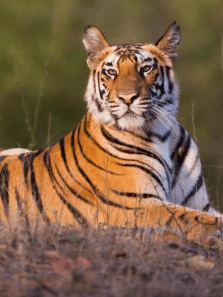 International Tiger Day 2025: Know 8 Different Species of Tigers in the World