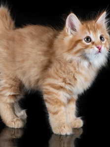 Top 8 Most Exotic Cat Breeds