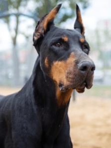 Top 8 Most Expensive Dog Breeds In The World
