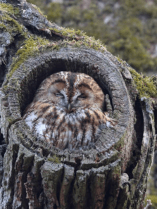 Why Do Owls Sleep During The Day?