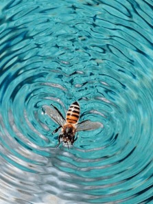 8 Natural Remedies That Evade Pests