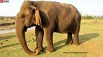 Madhya Pradesh Chief Minister Mohan Yadav paid a heartfelt tribute to the majestic elephant on social media (Image source: @supriyasahuias/X)
