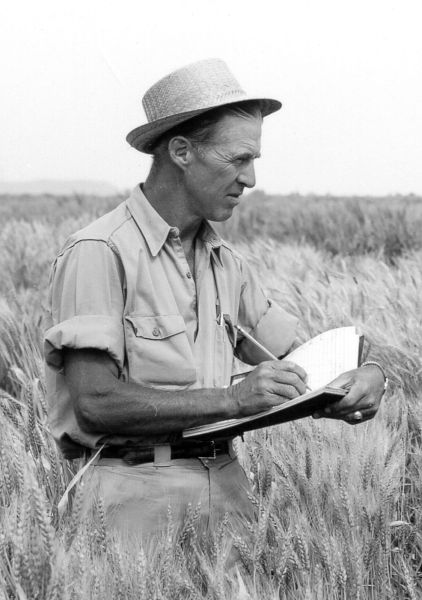 Norman Borlaug developed semi-dwarf, high-yield, disease-resistant wheat varieties at CIMMYT.