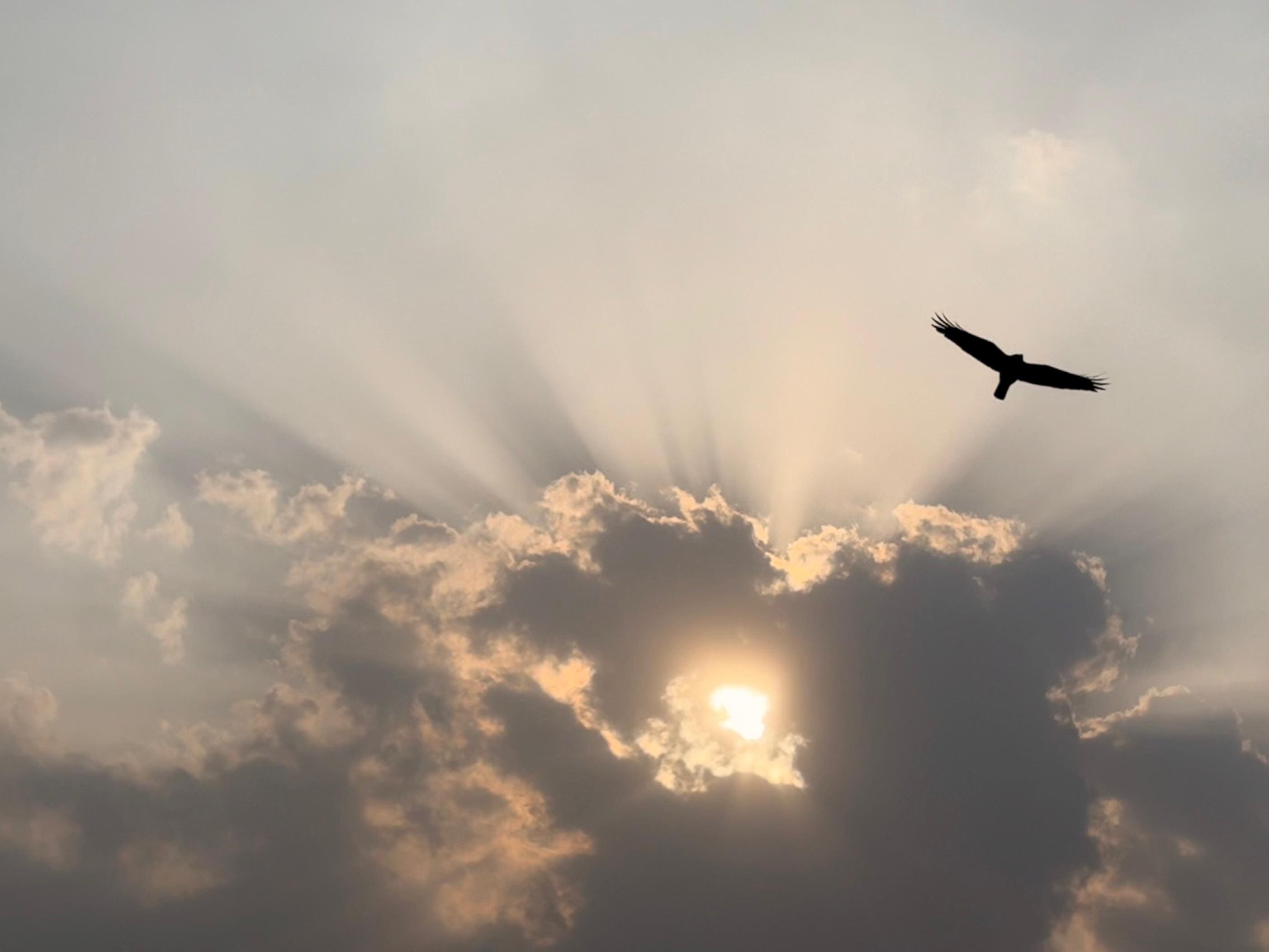A picture of the sky with sun, cloud and a bird flying.