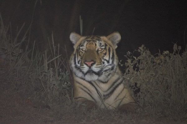 Kaziranga Tiger Reserve