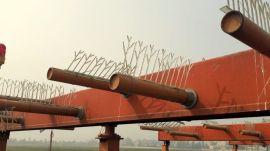 airport bird strikes