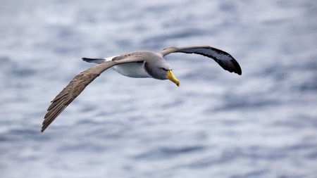 Discover the world’s largest wingspan bird — the Wandering Albatross