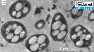 #arseniclife: Story of a viral study & a contentious retraction