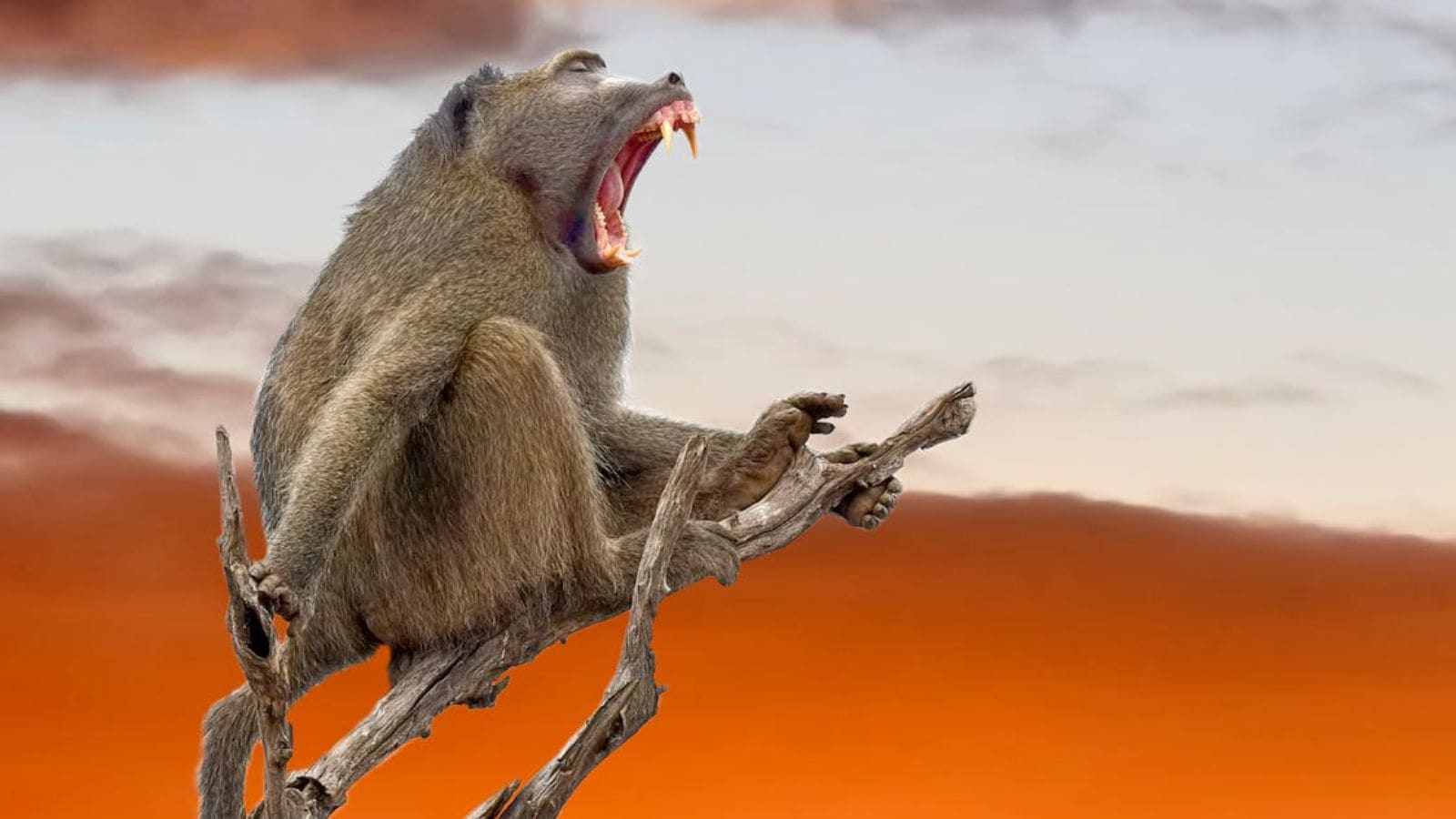 Protests after Germany zoo culls 12 baboons, feeds them to predators