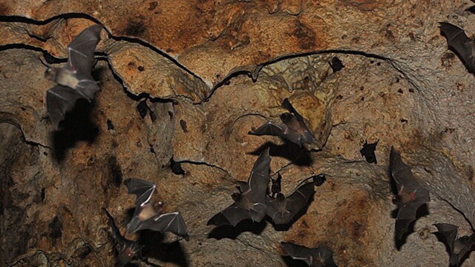 Lyssavirus is rare, but deadly — what should you do if bat bites you?