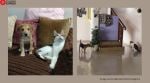 Blind cat plays with puppy