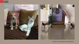 Blind cat plays with puppy