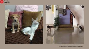 Blind cat plays with puppy