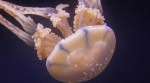 Discover why the box jellyfish (Chironex fleckeri) is one of the deadliest creatures in the ocean