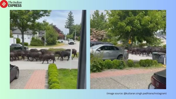 Buffaloes on Canada street