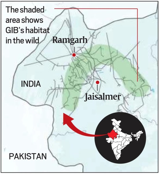 upsc current affairs Great Indian Bustard.