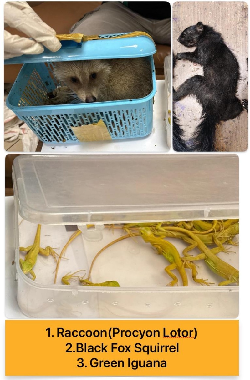 exotic animals