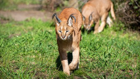 Learn why keeping a caracal—a wild Indian cat—as a pet is dangerous, illegal, and harmful to both humans and conservation efforts.