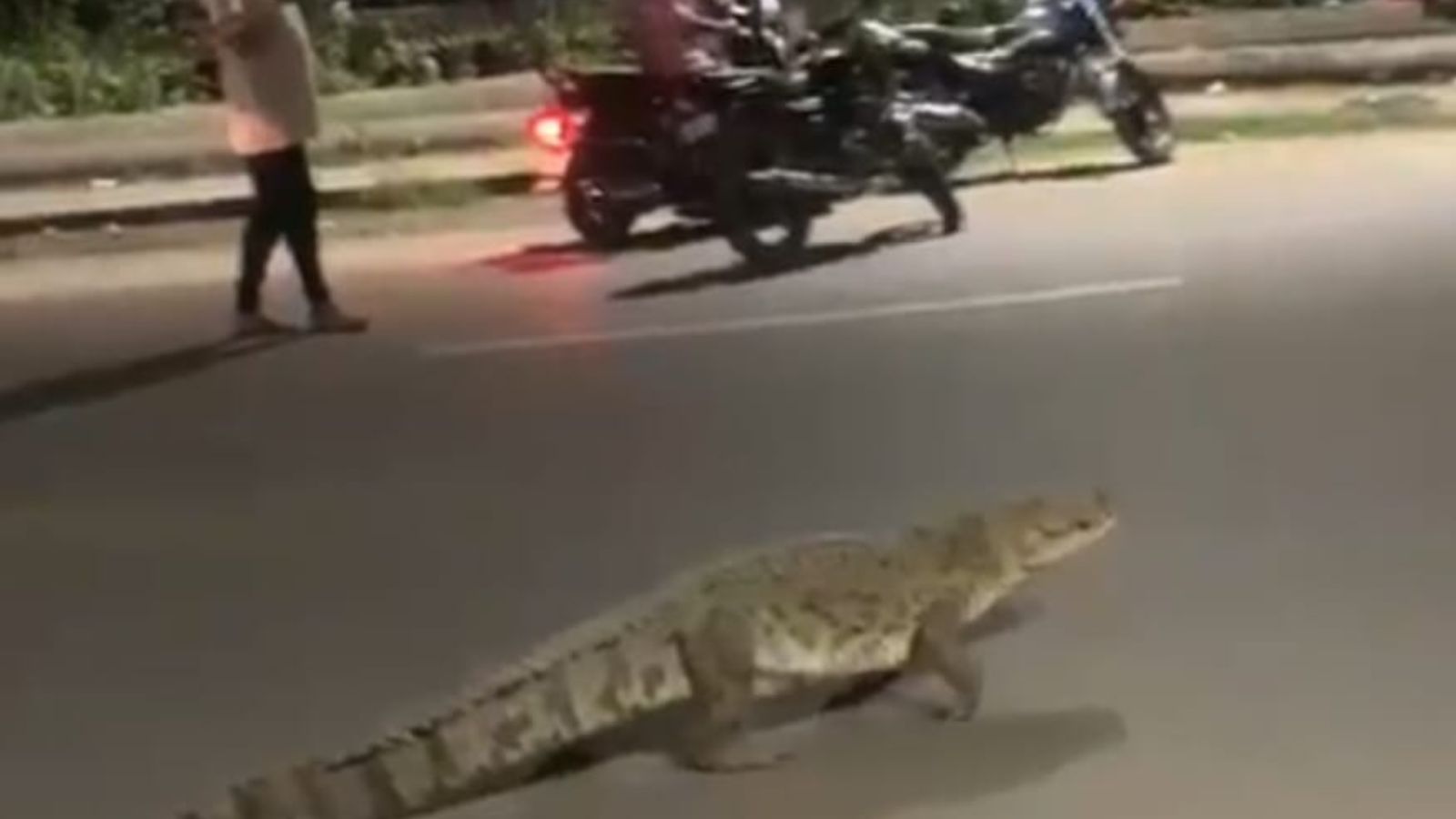 Crocodile Sightings Increase in Vadodara Amid Canal Cleaning