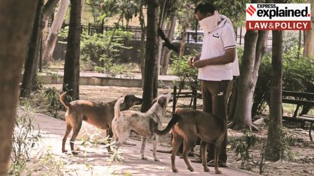 The strongly polarising issue of feeding community dogs has frequently led to litigation over the years.