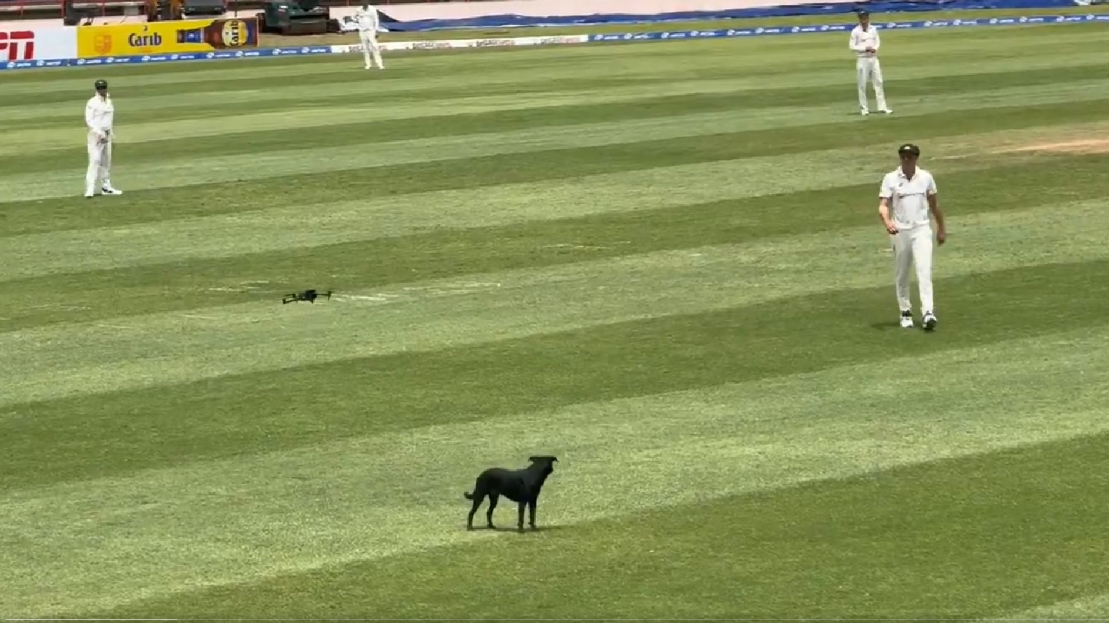 Dog delay at Grenada in WI vs AUS Test saw a broadcaster’s drone chase it away after it didn’t listen to Cummins, Hazlewood