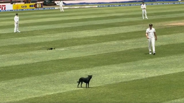  Josh Hazlewood had just taken the 4th West Indian wicket in the 33rd over with score reading 124/4 when a dog happily sauntered onto the field, and parked itself at deep cover. (X/Windies Cricket)