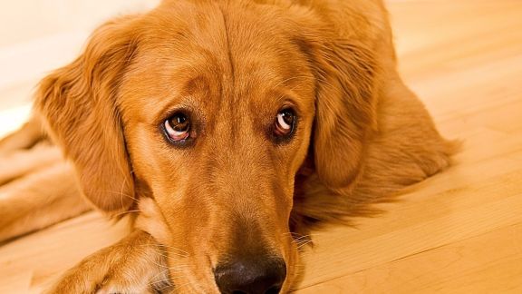 Dr. Udaya Kumar Shetty explains this curious behavior and how to respond to it for a happier, healthier pup.