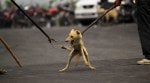 Stray dogs, Supreme Court verdict