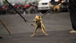 Stray dogs, Supreme Court verdict