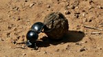 Discover Earth’s strongest animals
