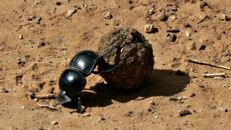 Discover Earth’s strongest animals