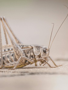 Most Common Insects During the Rainy Season