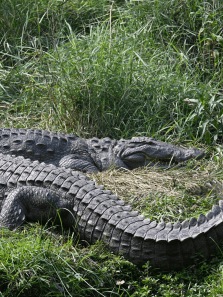 10 Most Dangerous Animals Found in India