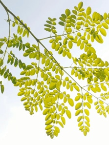 Drumstick Leaves: The 7 Secret Benefits You’re Missing for Optimal Health