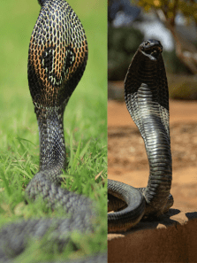King Cobra vs. Other Cobras: Key Differences That Could Save Your Life