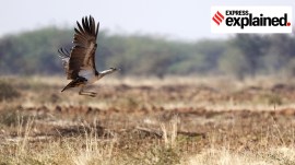 The critically endangered Great Indian Bustard spotted at Naliya, Kutch.