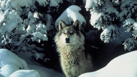 unlike the dogs lying under our desks or curled up on couches, wolves still live by the rules of the wild.