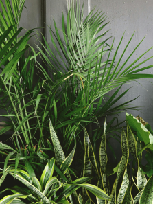 8 Low-Maintenance Plants That Purify Air & Keep Snakes Away – perfect for your home or garden