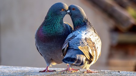 many animals display 'kissing' behaviours that reflect bonding, affection, or conflict resolution