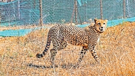 Namibian female cheetah, Namibian female cheetah dead, Namibian female cheetah dies, Kuno cheetah dead, Kuno cheetah dies, Indian express news, current affairs