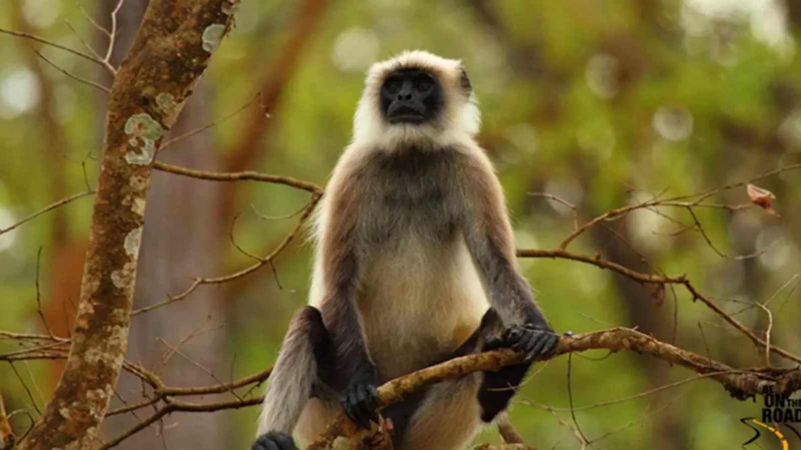 langur