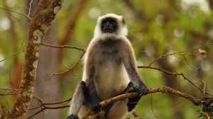 langur