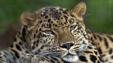 Think leopards and panthers are different animals? Not really!
