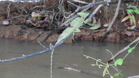 Discover the most fascinating reptiles in the world, from lizards that walk on water to two-headed snakes