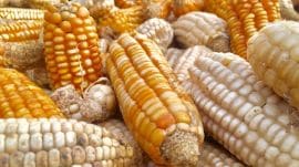 The Punjab government issued a NoC on May 29 for confined field trials of two kinds of GM maize at PAU by Bayer, formerly Monsanto, a German multinational biotechnology company.