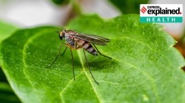 malaria The disease is also present in India, although malaria deaths have sharply reduced in the country in recent years.