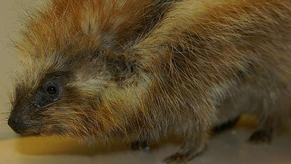 Discover the African crested (maned) rat—a unique rodent that coats itself in poison to deter predators.